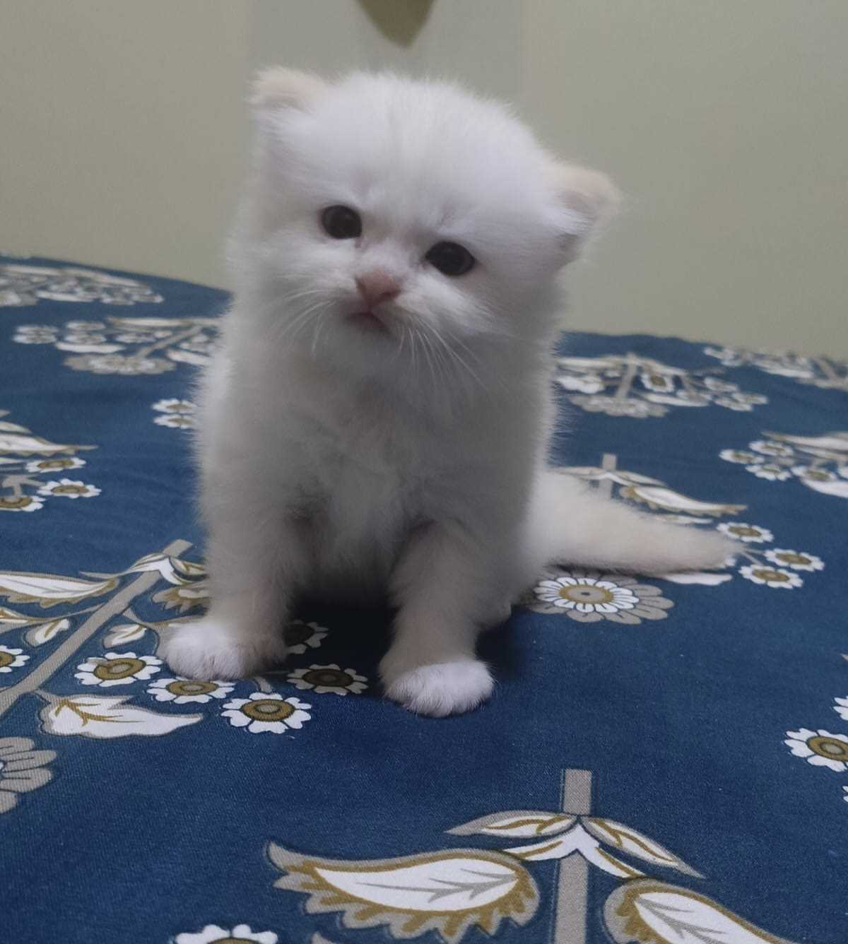 Persian For Sale In Delhi