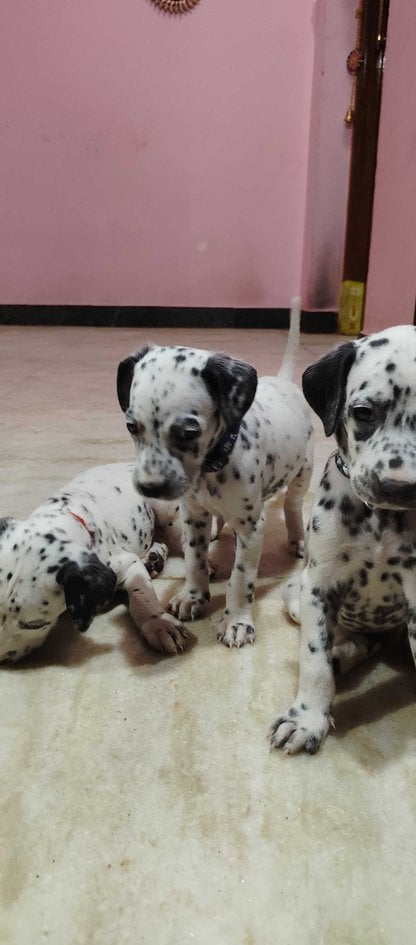Dalmatian For Sale In Madurai