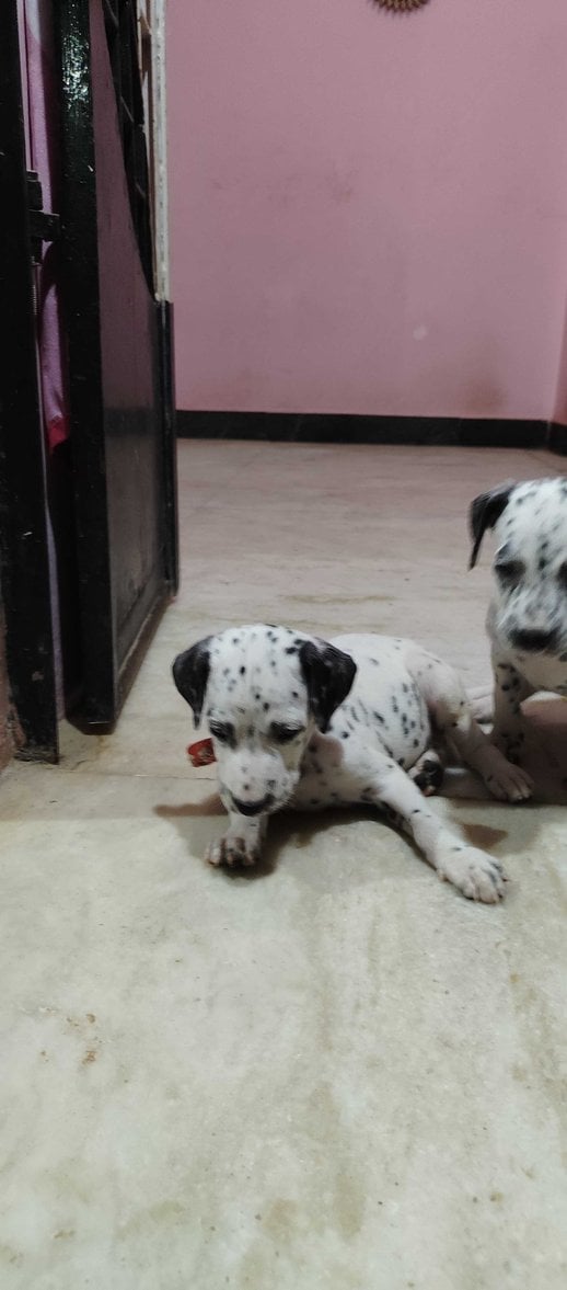 Dalmatian For Sale In Madurai