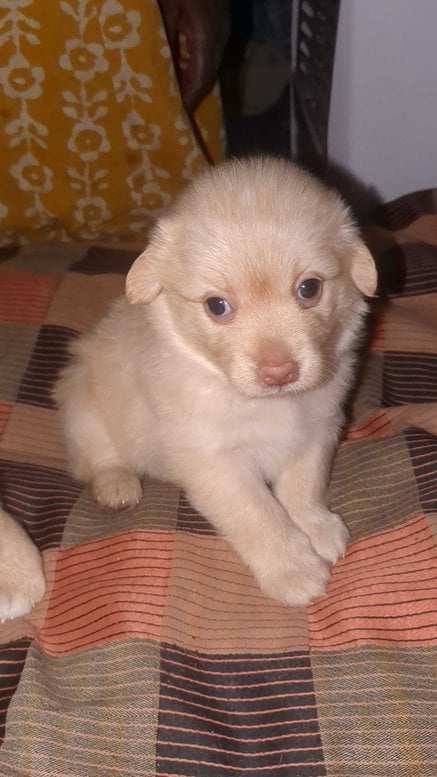 Pomeranian For Sale In Visakhapatnam