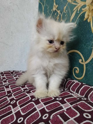 Persian For Sale In Tirupati
