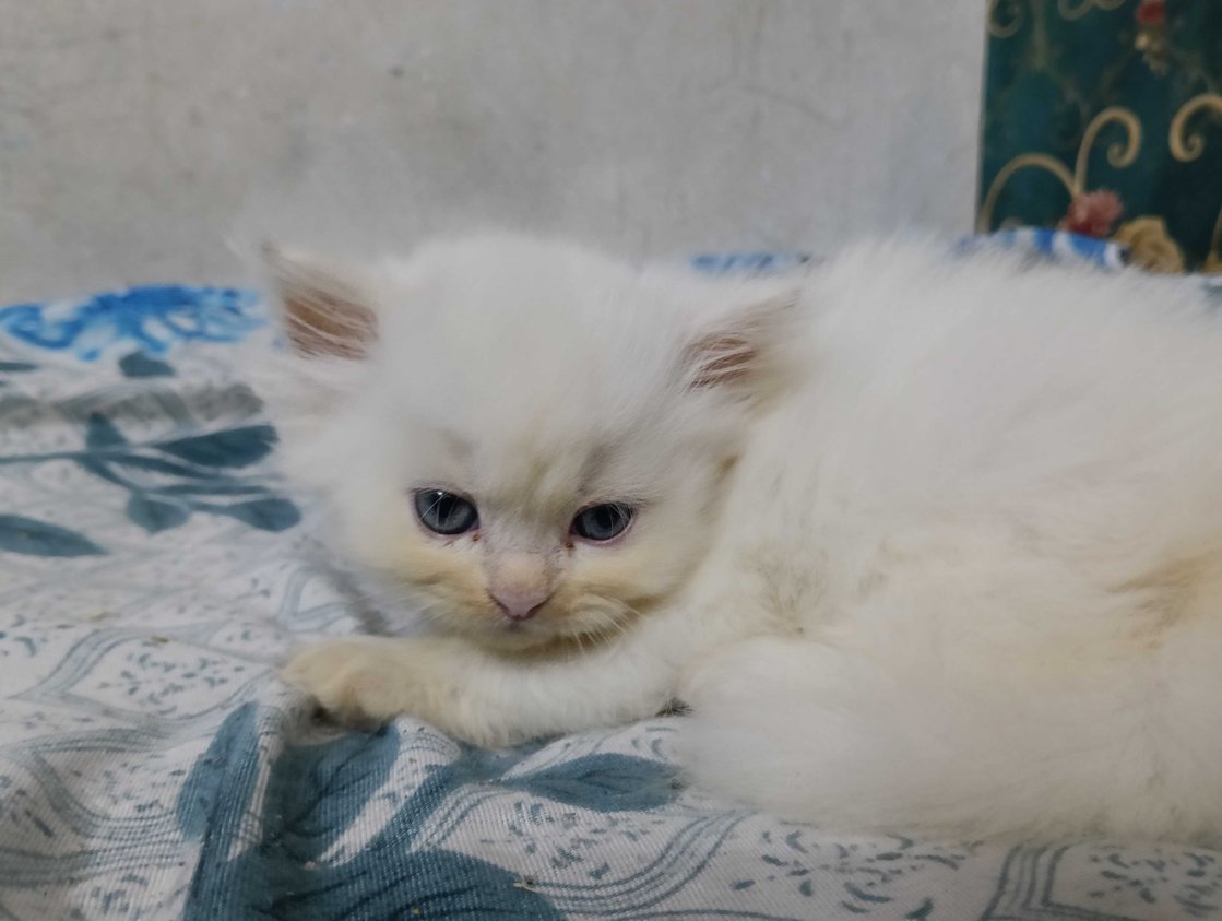 Persian For Sale In Tirupati