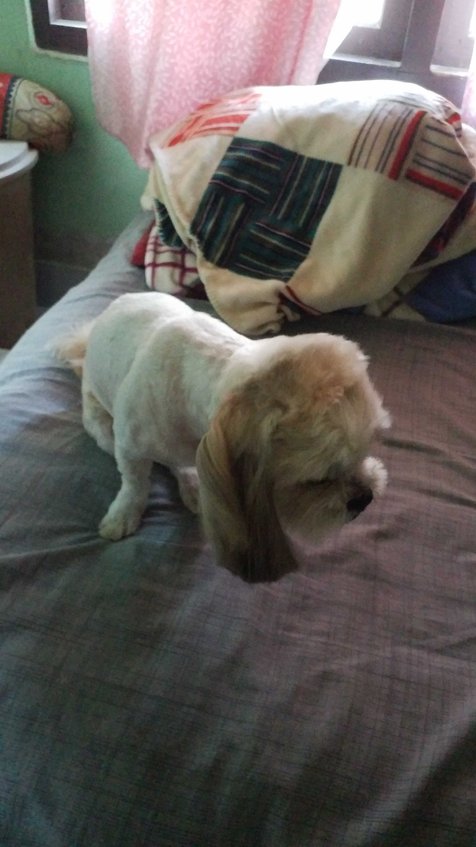 Shih Tzu For Sale In Papum Pare