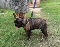 French Bulldog For Sale In Ahmedabad