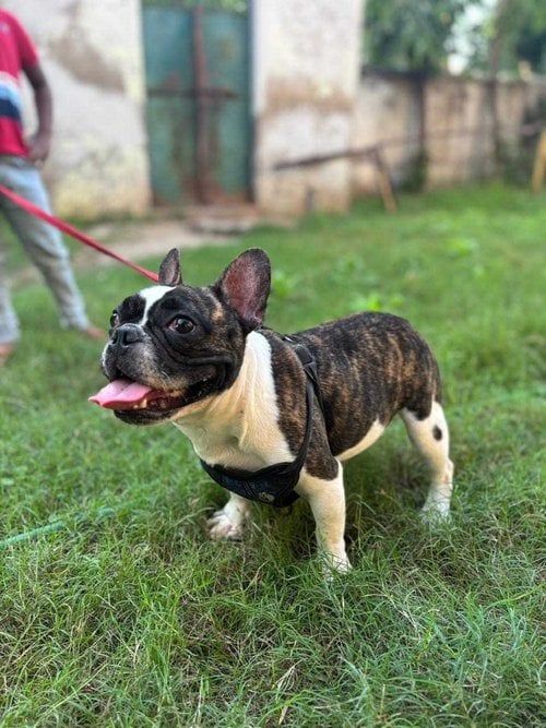 French Bulldog For Sale In Ahmedabad