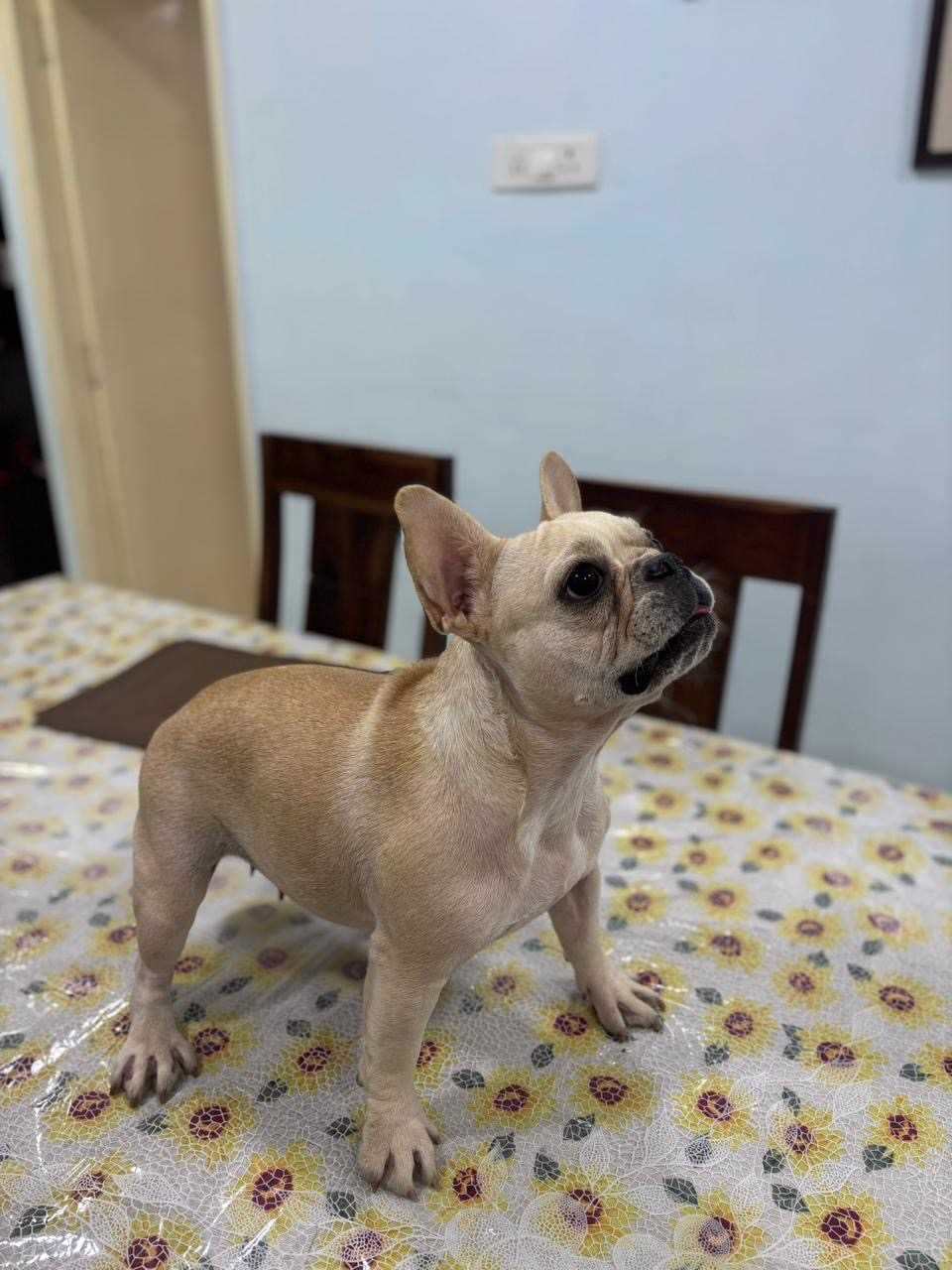 French Bulldog For Sale In Ahmedabad