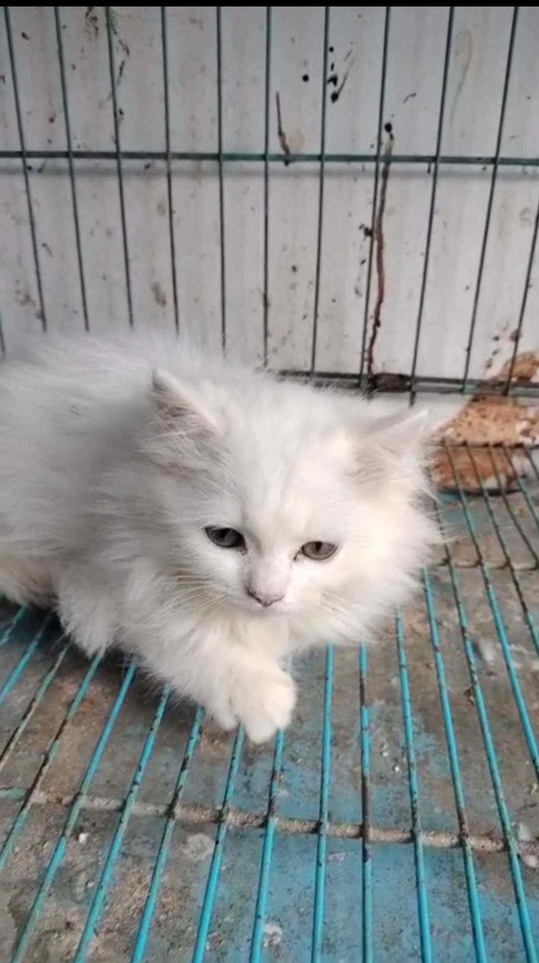 Persian For Sale In Ghaziabad