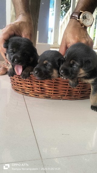 German Shepherd For Sale In Rajahmundry