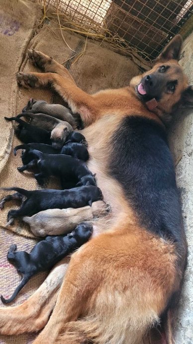 German Shepherd For Sale In Rajahmundry