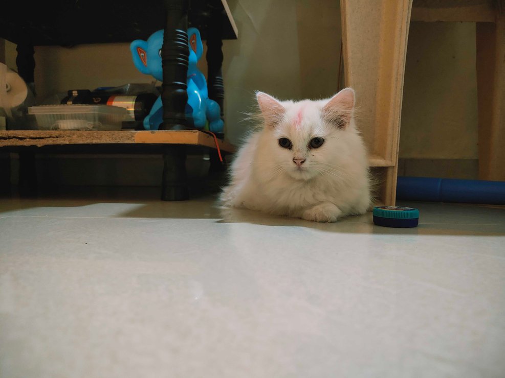 Persian For Sale In Satara