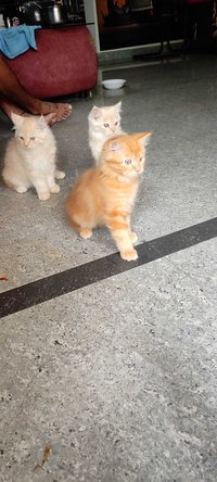 Persian For Sale In Krishnagiri