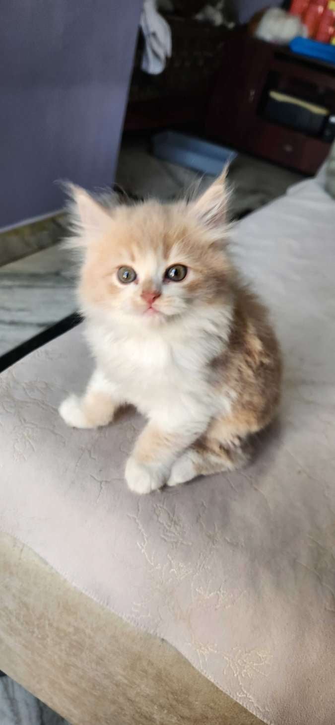 Persian For Sale In Dehradun
