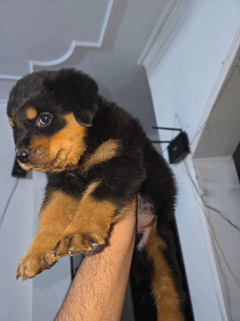 Rottweiler For Sale In Noida