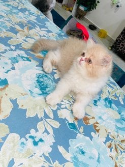 Persian For Sale In Nagpur