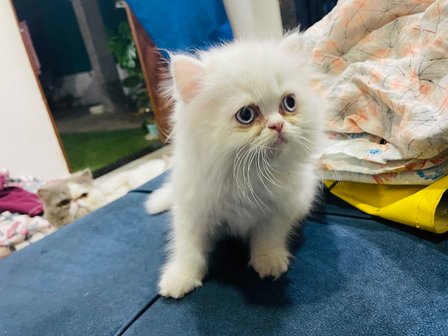 Persian For Sale In Nagpur
