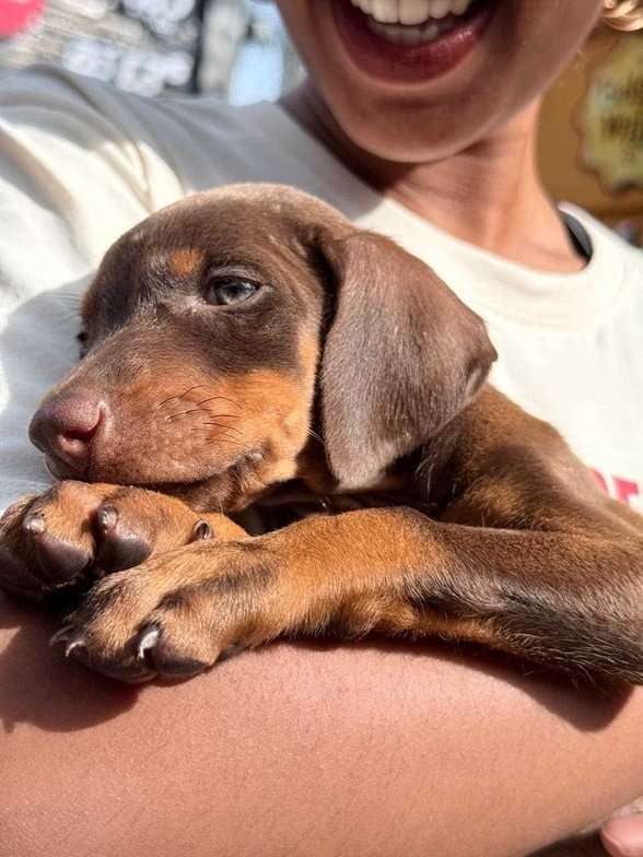 Doberman For Sale In Bangalore