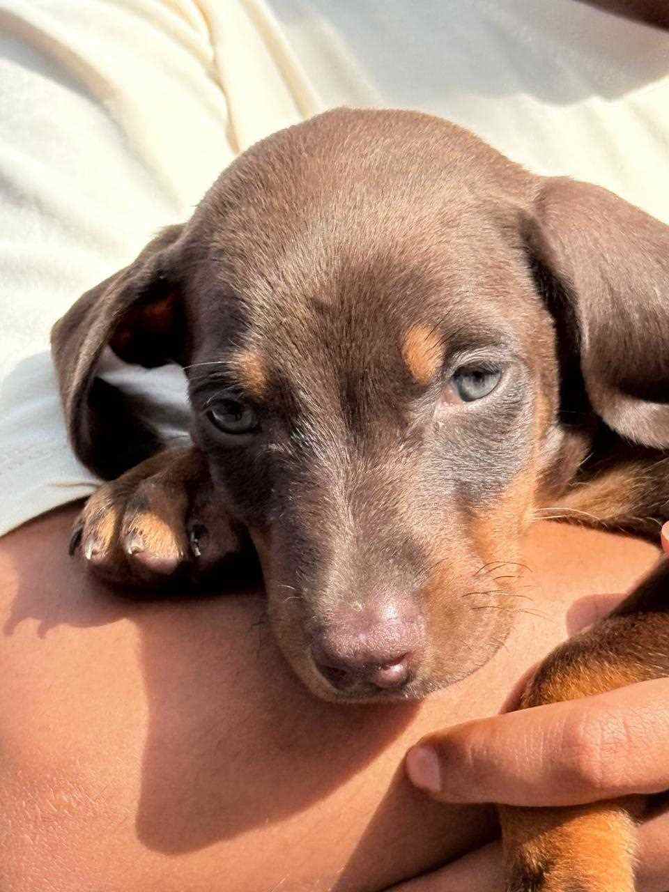 Doberman For Sale In Bangalore