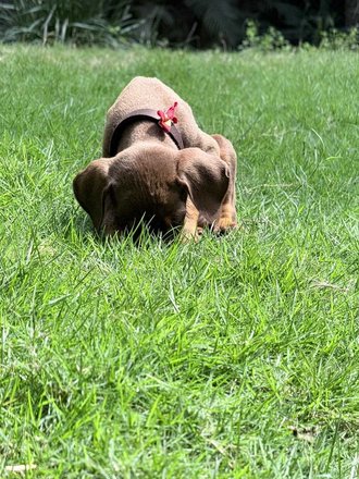 Doberman For Sale In Bangalore