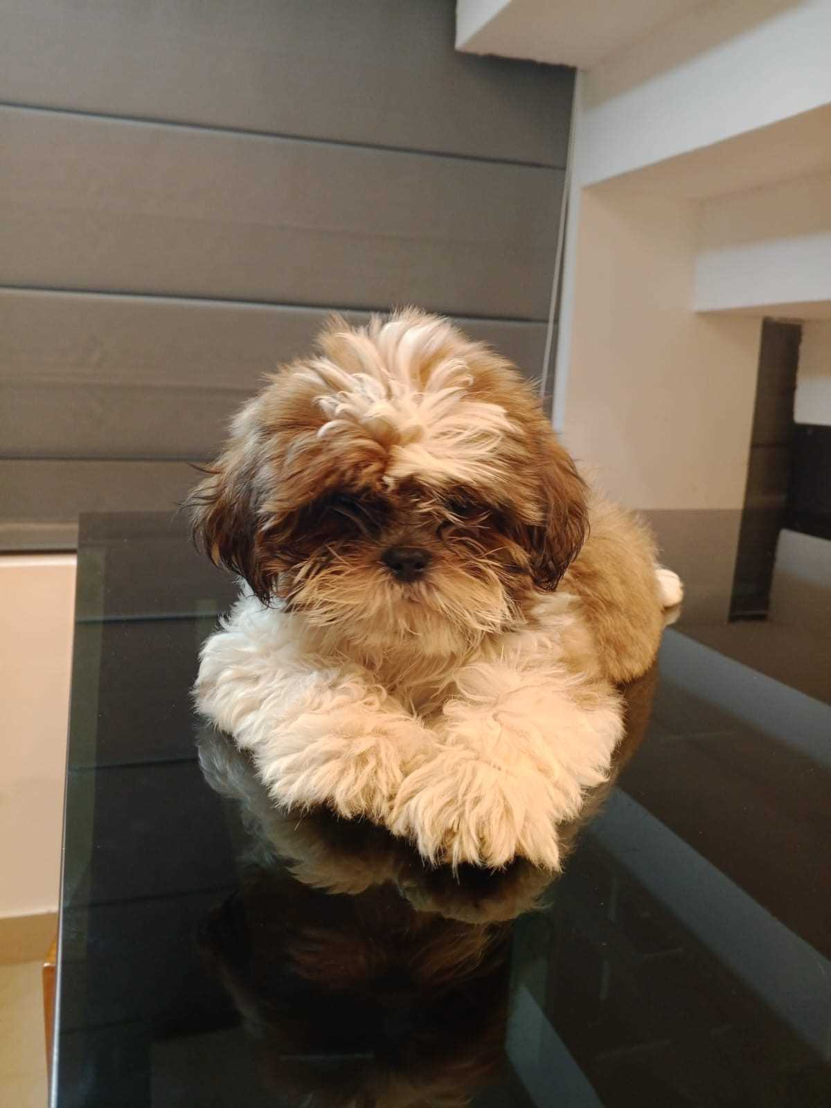 Shih Tzu For Sale In Kannur
