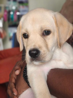 Labrador Retriever For Sale In Salem
