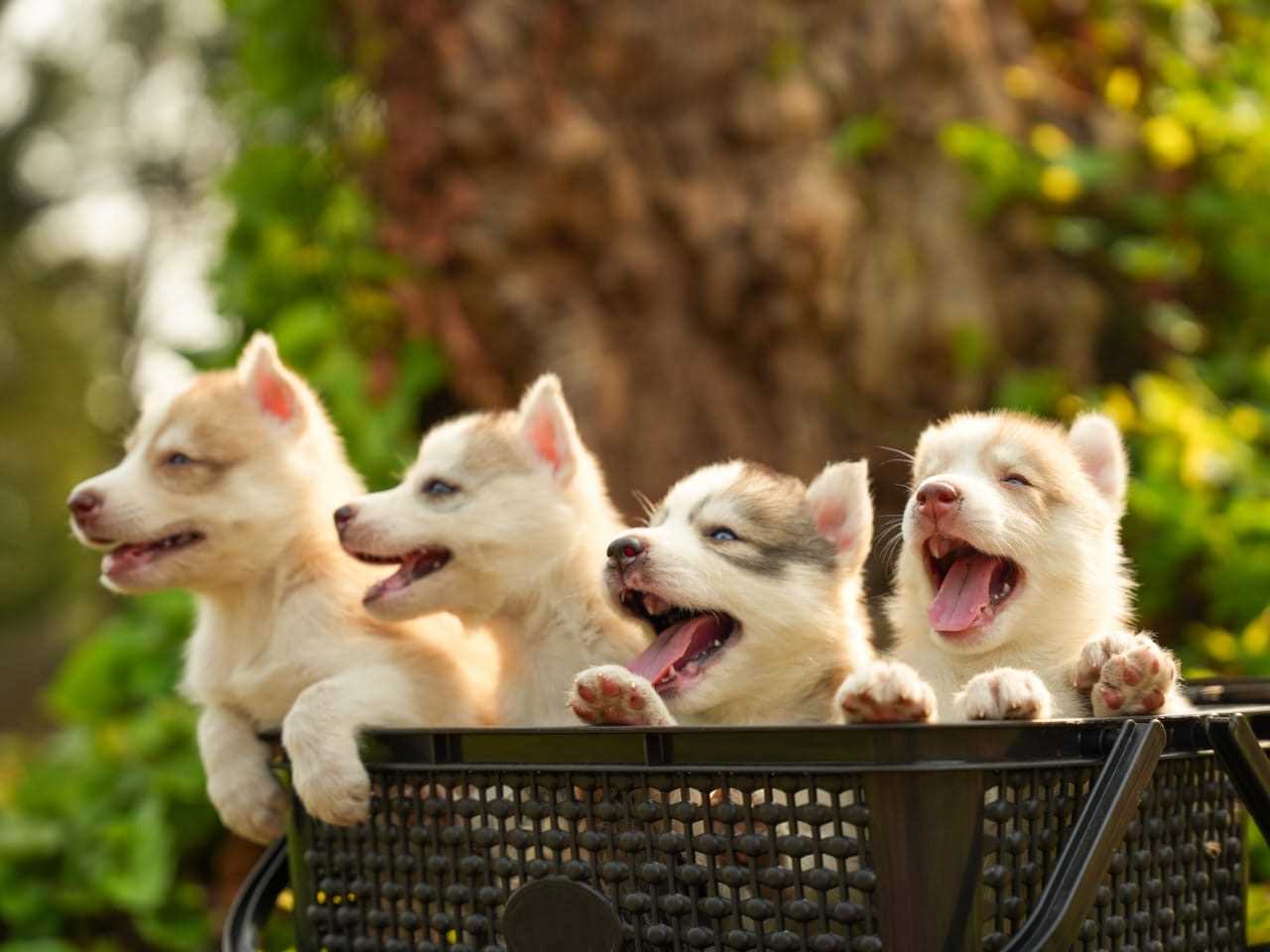 Siberian Husky For Sale In Cuddalore