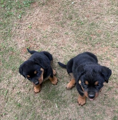 Rottweiler For Sale In Secunderabad
