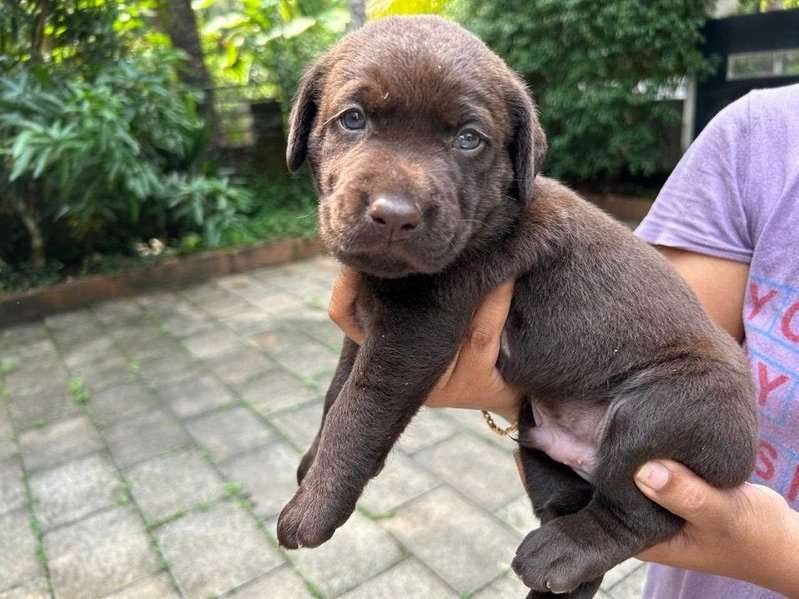 Labrador Retriever For Sale In Calicut