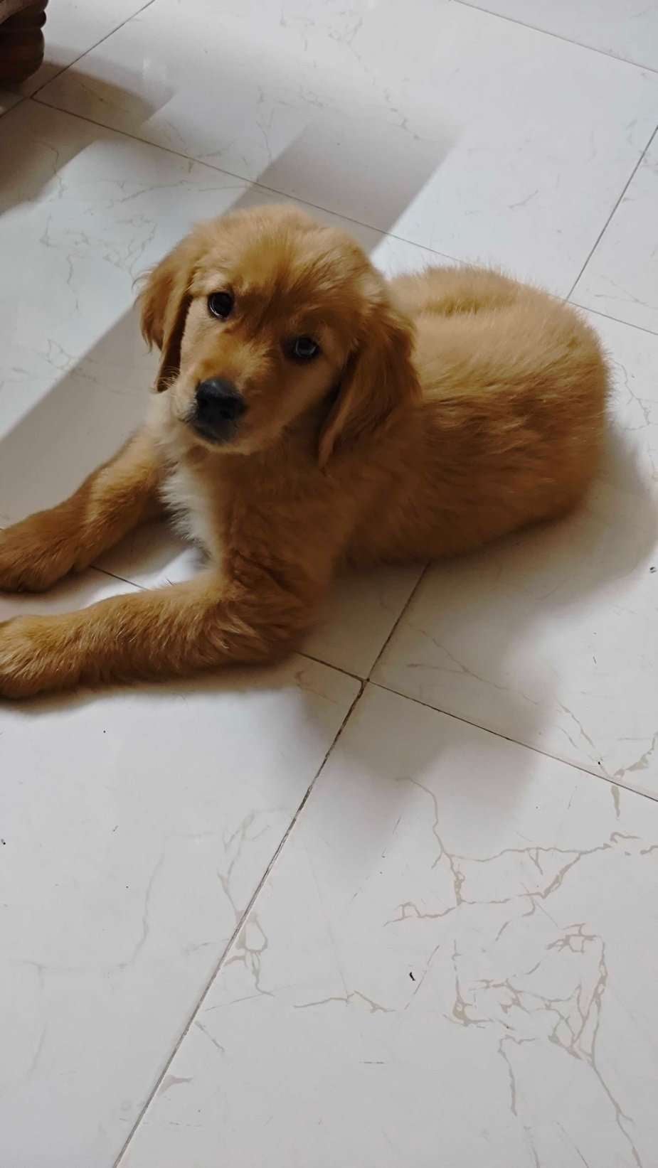 Golden Retriever For Sale In Vadodara