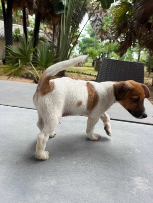 Jack Russell Terrier For Sale In Ramanathapuram