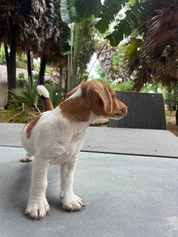 Jack Russell Terrier For Sale In Ramanathapuram