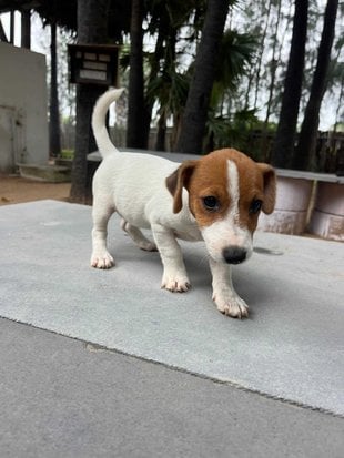 Jack Russell Terrier For Sale In Ramanathapuram