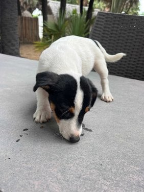 Jack Russell Terrier For Sale In Ramanathapuram