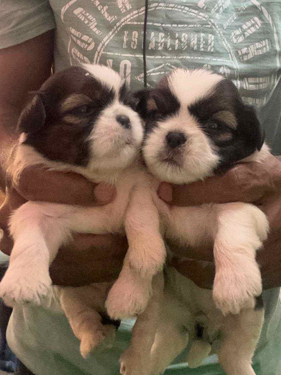 Shih Tzu For Sale In Trichy