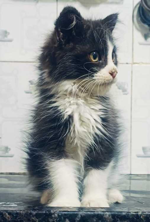 Maine Coon For Sale In Bhopal