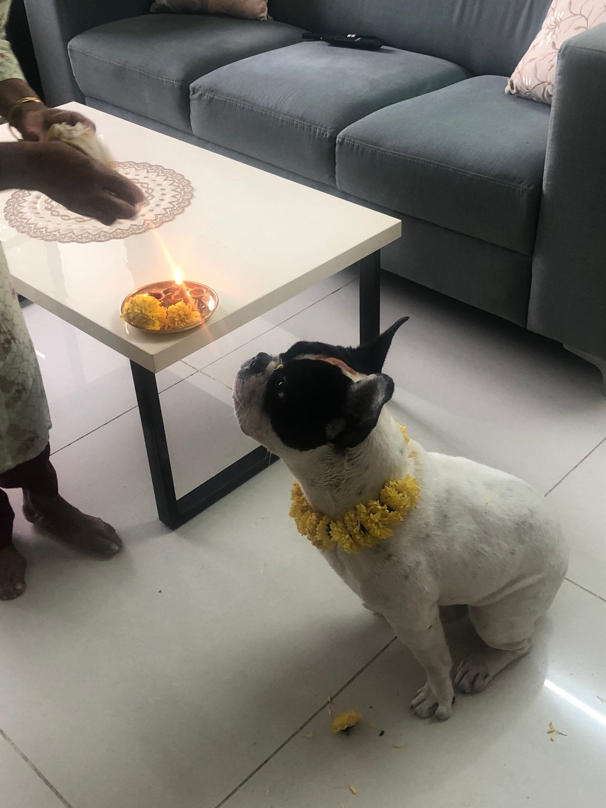 French Bulldog Dogs For Mating In Bangalore