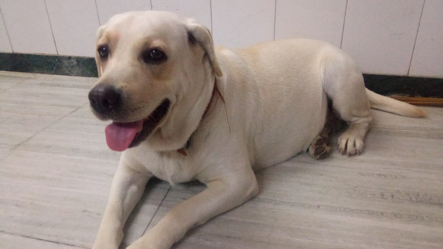 Labrador Retriever Dogs For Mating In Mumbai