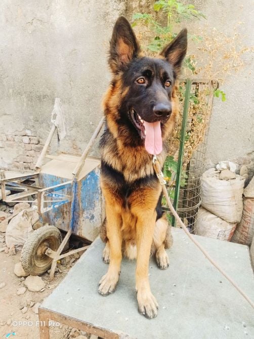 German Shepherd Dogs For Mating In Kanyakumari
