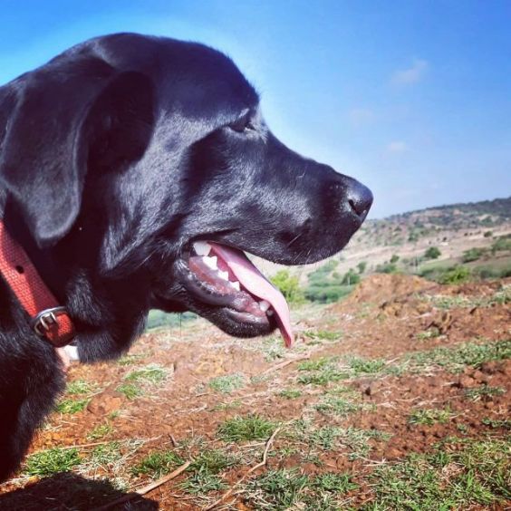 Labrador Retriever For Adoption In Bidar