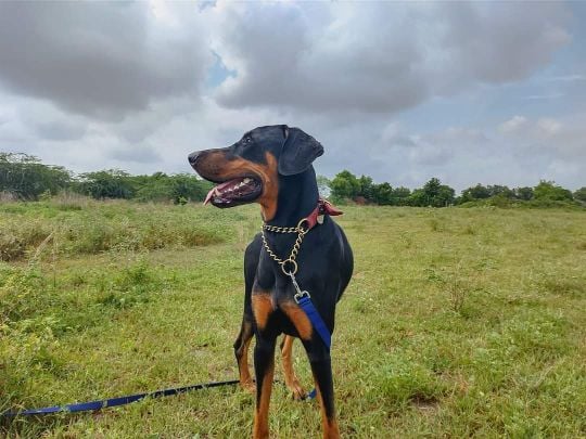 Doberman Pinscher Dogs For Mating In Ahmedabad