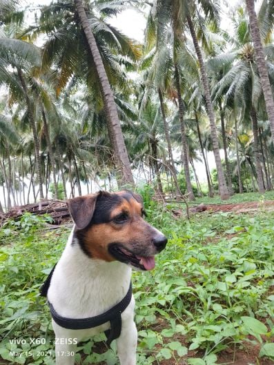 Jack Russell Terrier Dogs For Mating In Dindigul