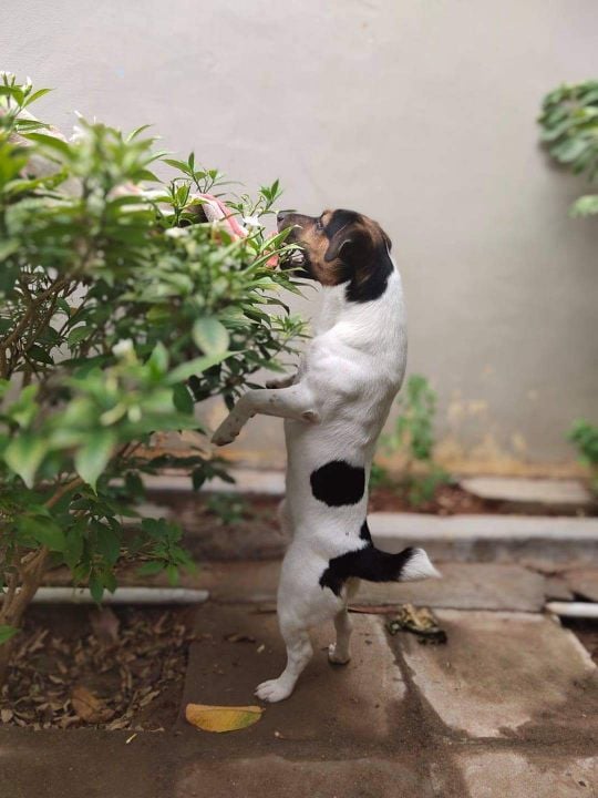 Jack Russell Terrier Dogs For Mating In Dindigul