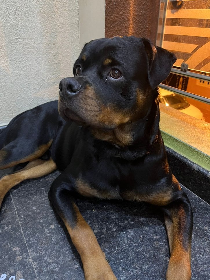 Rottweiler Dogs For Mating In Mandi HP