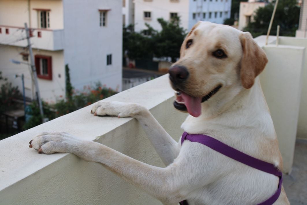 Labrador Retriever Dogs For Mating In Patna