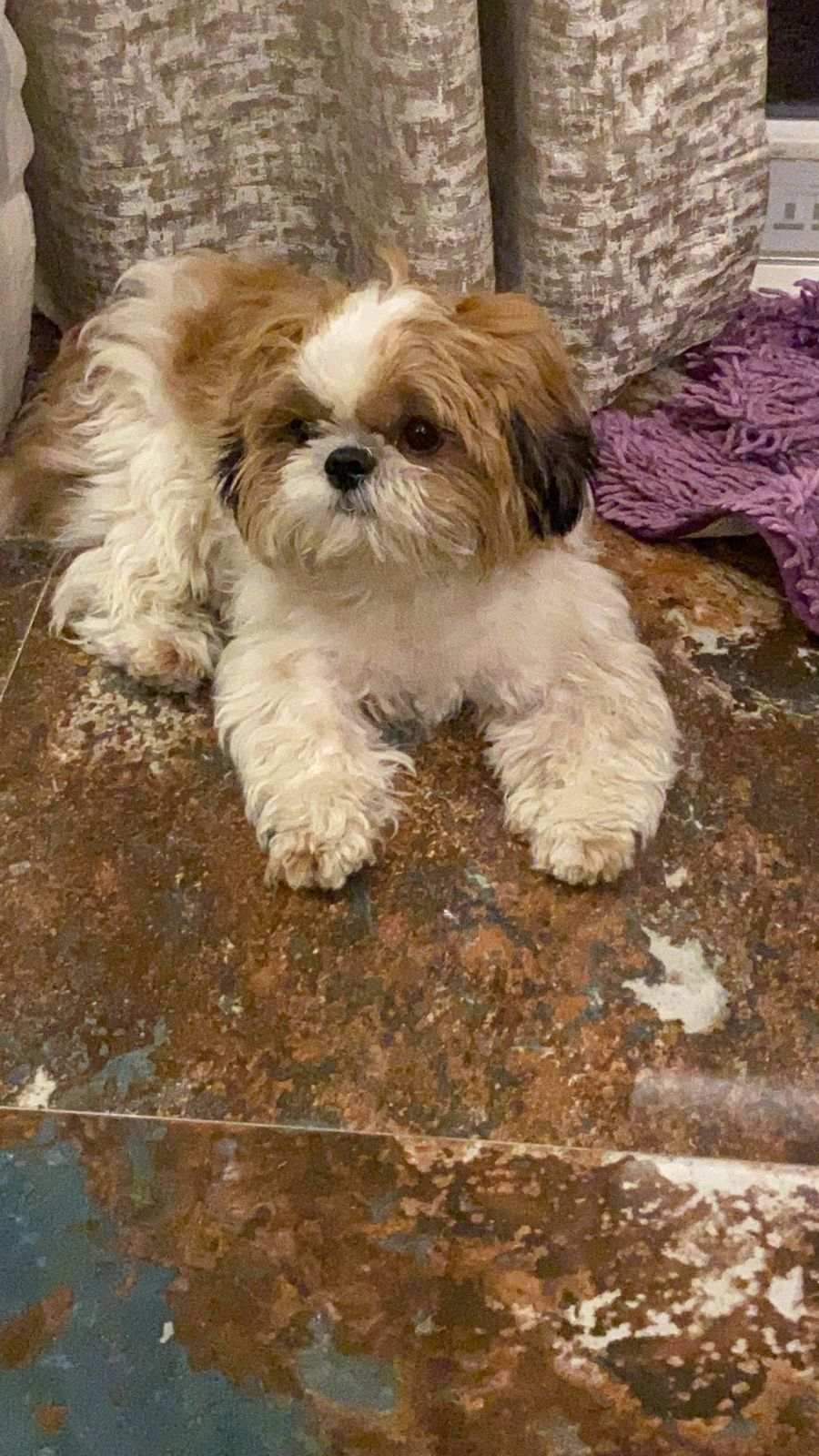 Shih Tzu Dogs For Mating In Chandigarh