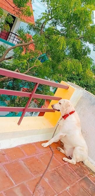 Labrador Retriever Dogs For Mating In Rudrapur