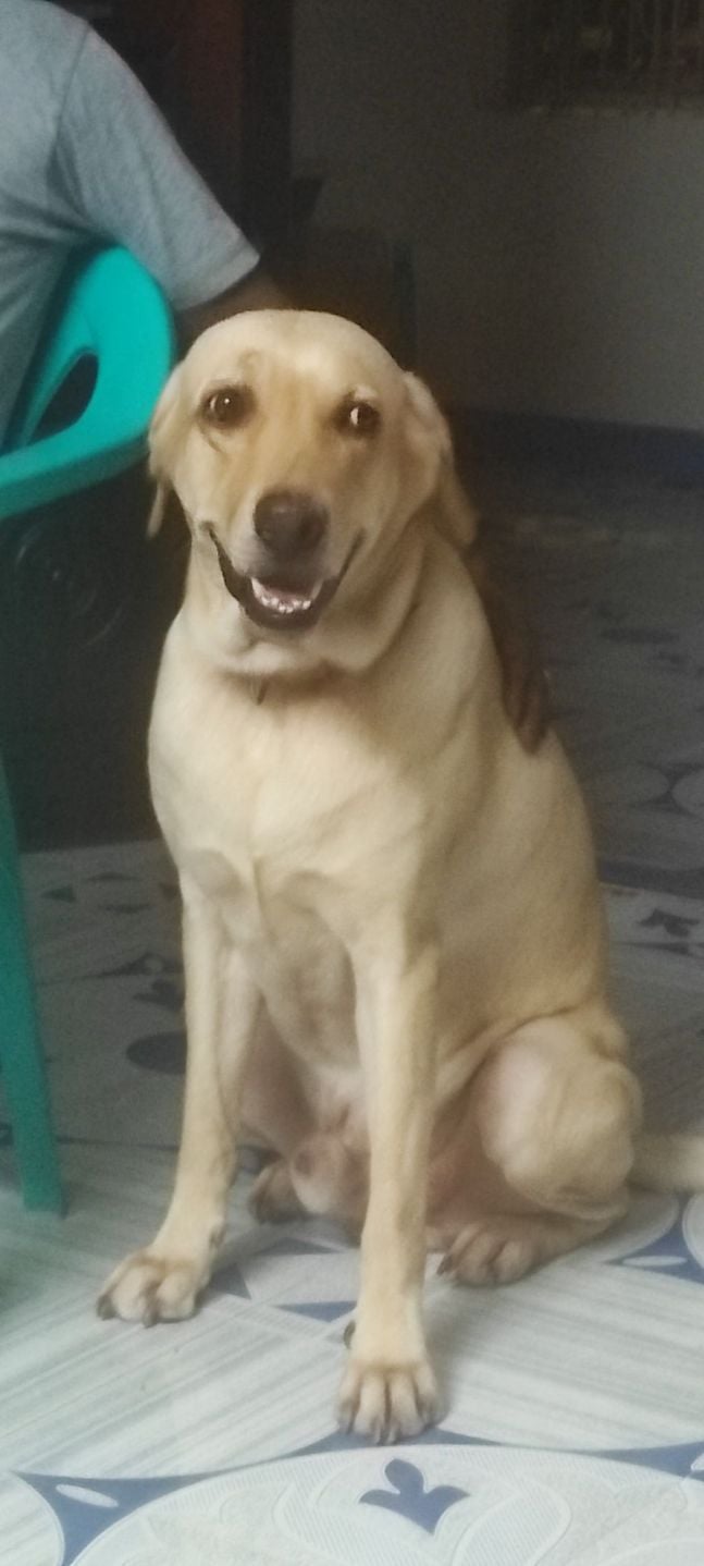 Labrador Retriever Dogs For Mating In Rudrapur
