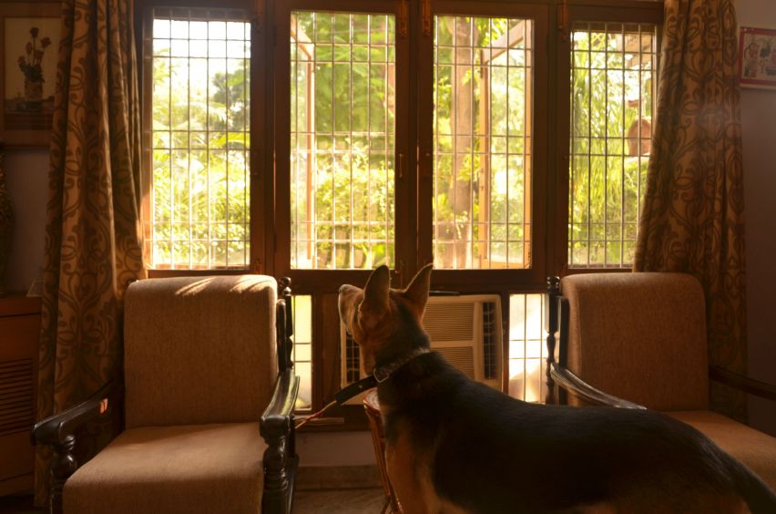 German Shepherd Dogs For Mating In Noida