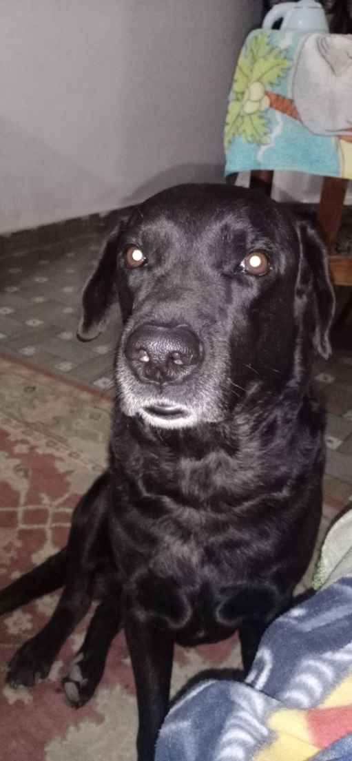 Labrador Retriever Dogs For Mating In Patna