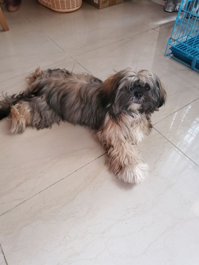 Shih Tzu Dogs For Mating In Chennai