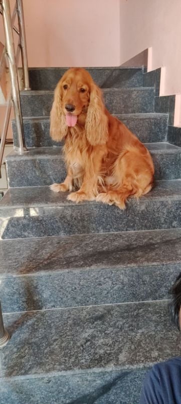 Cocker Spaniel Dogs For Mating In Hyderabad